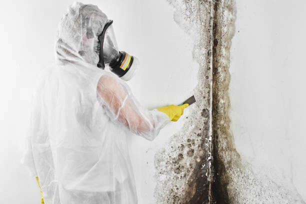 Best HVAC Mold Remediation in Carlin, NV