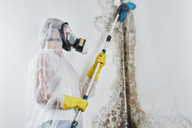 Carlin, NV Mold Remediation Company