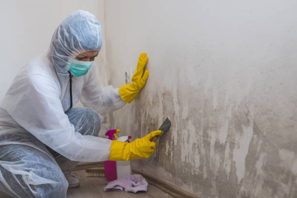 Best Attic Mold Remediation in Carlin, NV