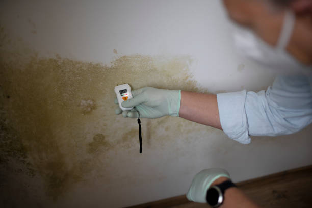 Best Health and Safety Mold Remediation in Carlin, NV