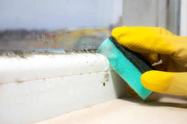 Best Residential Mold Remediation in Carlin, NV